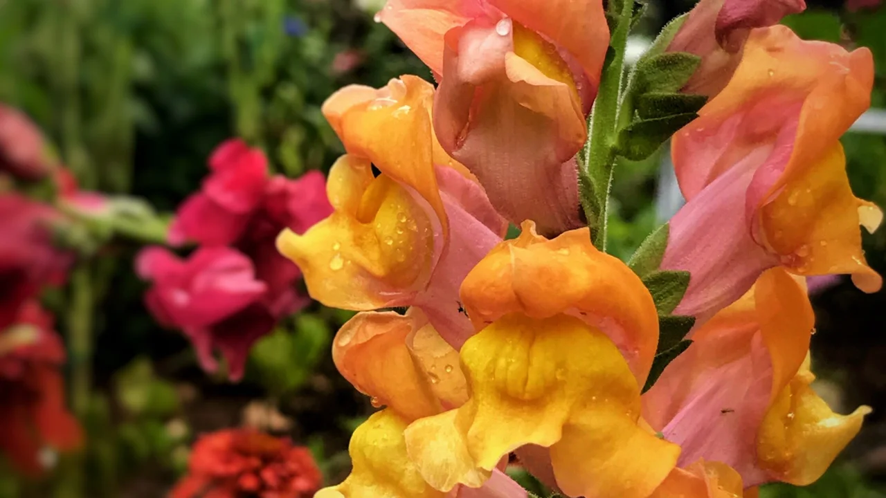 blue bowl of black bean beef tortilla soup on a board with cilantro and shredded cheese in background