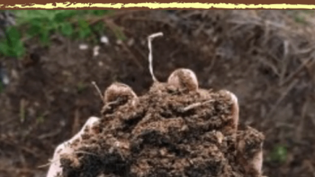 Chef John's Irish Soda Bread