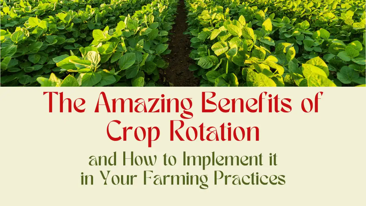 Close up on a plate of mashed potatoes, topped with baked pork chops with cream of mushroom soup, and a side of green beans.