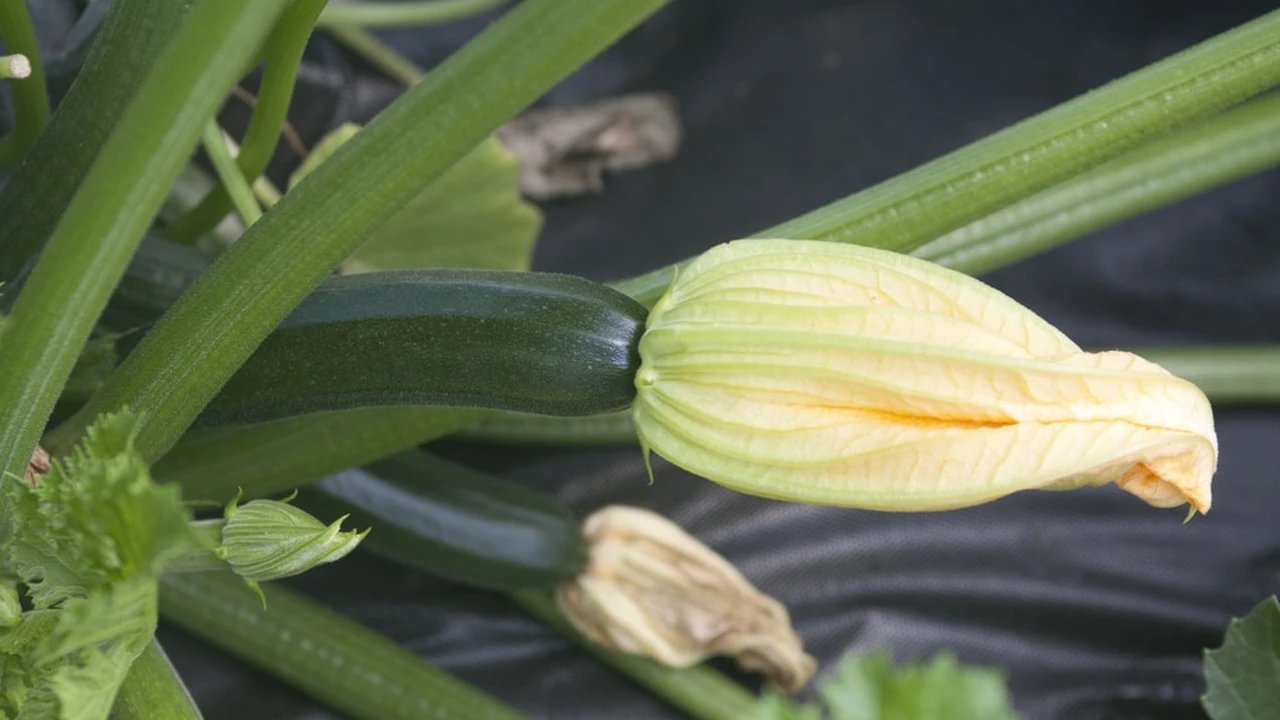 overhead view of corned beef sliced and on a platter with cabbage, potatoes, and carrots