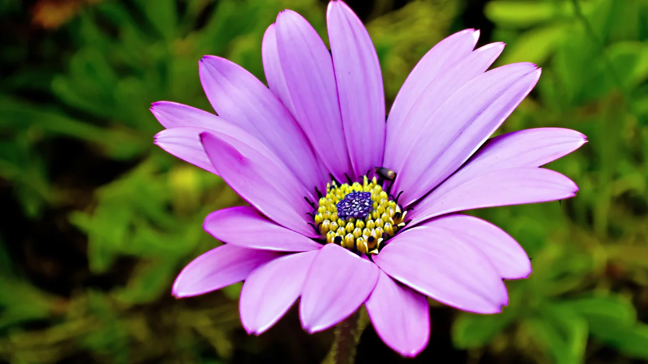 Close up on a plate of mashed potatoes, topped with baked pork chops with cream of mushroom soup, and a side of green beans.