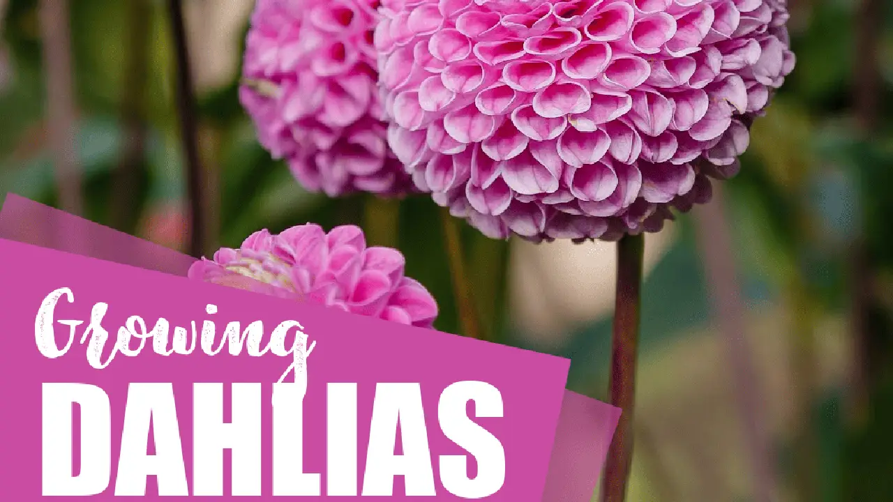 Close up on a plate of mashed potatoes, topped with baked pork chops with cream of mushroom soup, and a side of green beans.