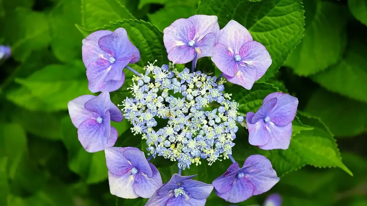 Close up on a plate of mashed potatoes, topped with baked pork chops with cream of mushroom soup, and a side of green beans.
