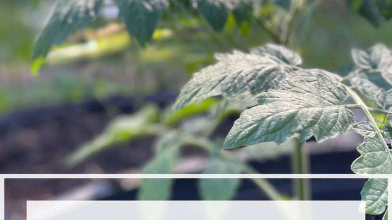 Close up on a plate of mashed potatoes, topped with baked pork chops with cream of mushroom soup, and a side of green beans.