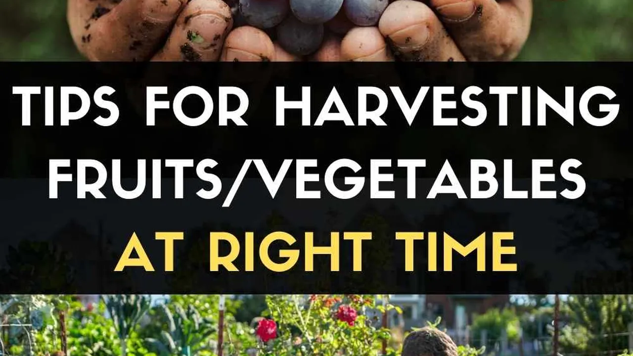 Close up on a plate of mashed potatoes, topped with baked pork chops with cream of mushroom soup, and a side of green beans.