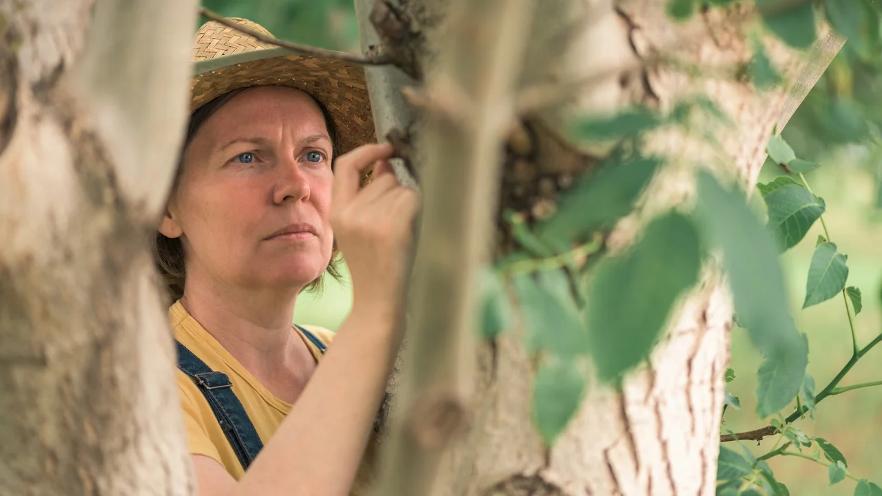 Close up on a plate of mashed potatoes, topped with baked pork chops with cream of mushroom soup, and a side of green beans.