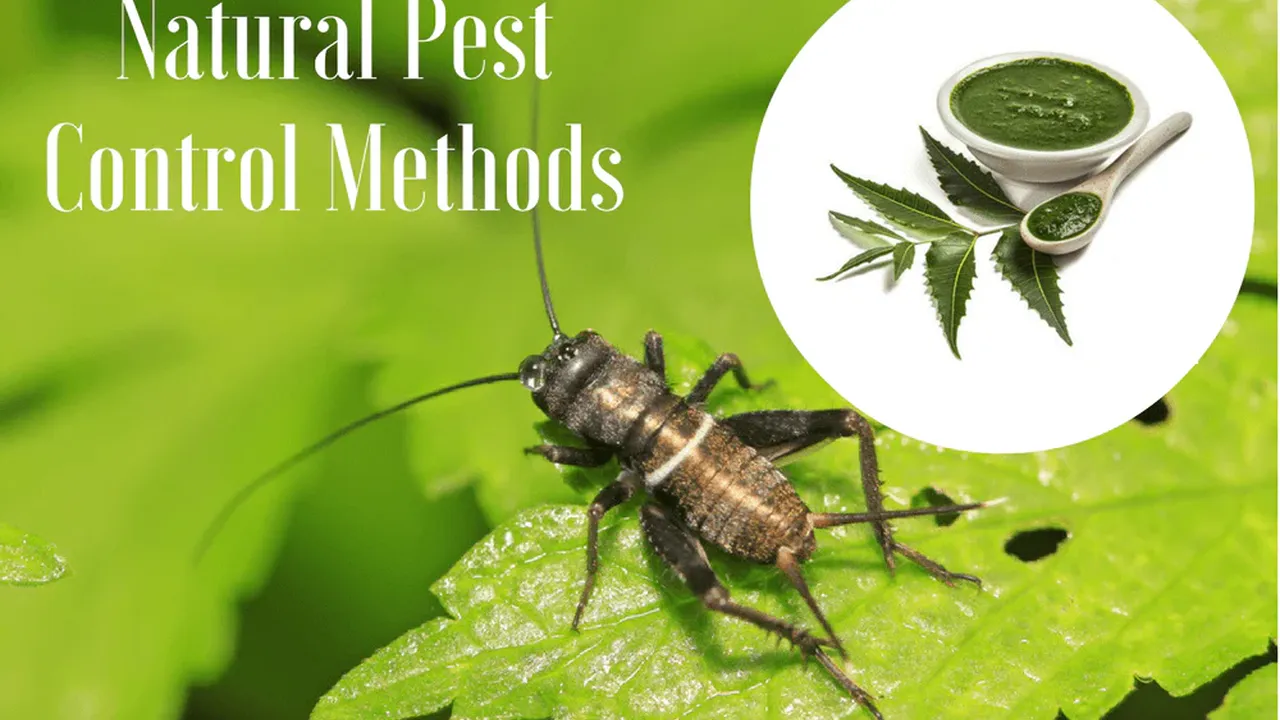 Close up on a plate of mashed potatoes, topped with baked pork chops with cream of mushroom soup, and a side of green beans.