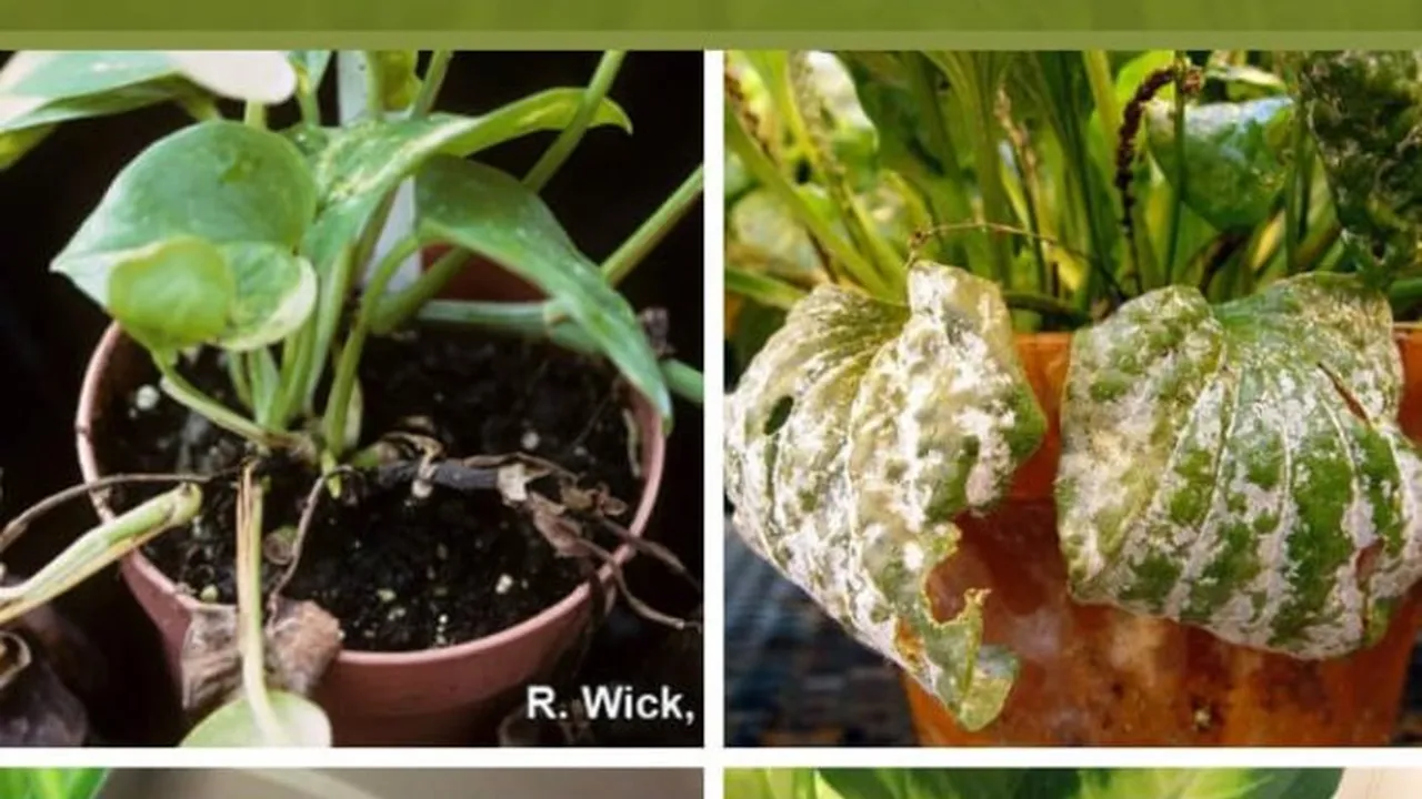 Close up on a plate of mashed potatoes, topped with baked pork chops with cream of mushroom soup, and a side of green beans.