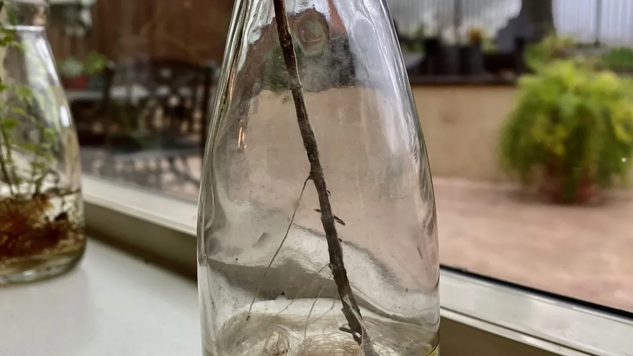 Close up on a plate of mashed potatoes, topped with baked pork chops with cream of mushroom soup, and a side of green beans.