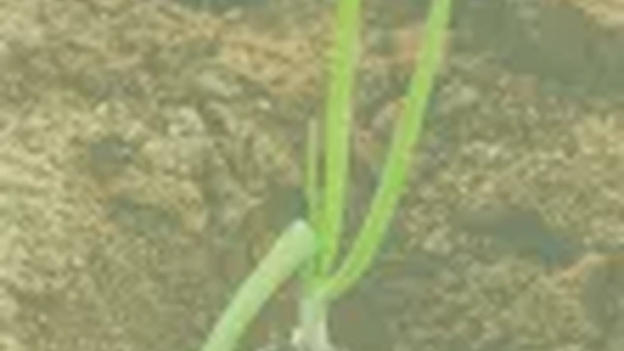 Close up on a plate of mashed potatoes, topped with baked pork chops with cream of mushroom soup, and a side of green beans.