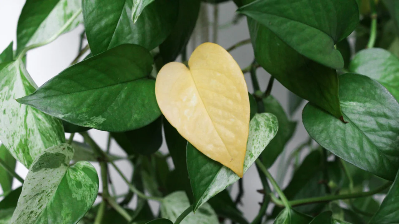 Close up on a plate of mashed potatoes, topped with baked pork chops with cream of mushroom soup, and a side of green beans.