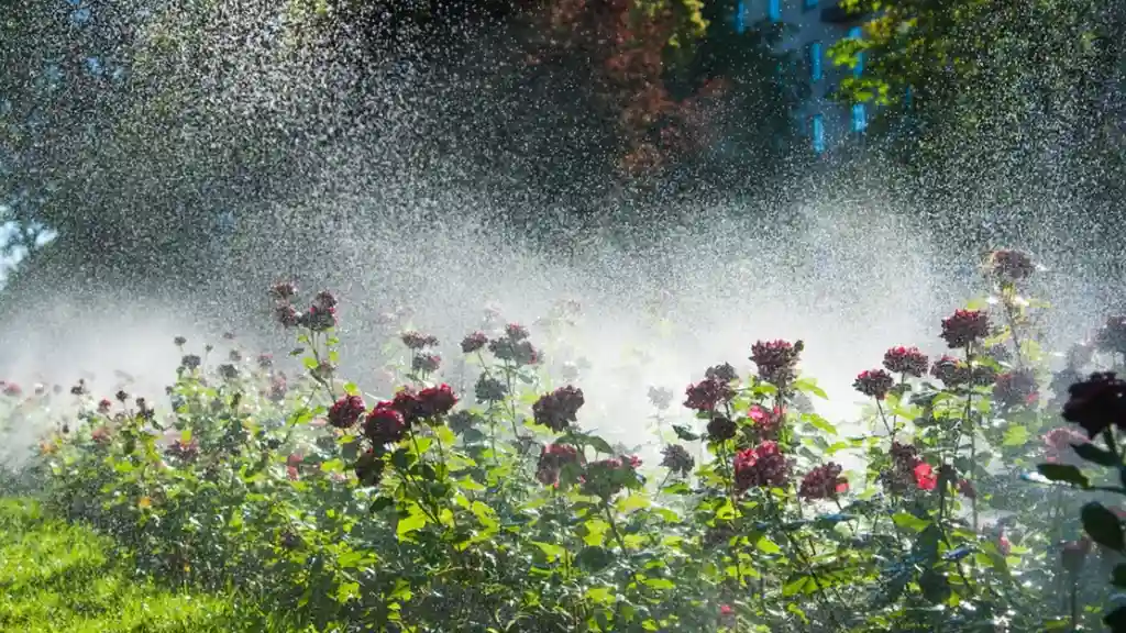 overhead view of corned beef sliced and on a platter with cabbage, potatoes, and carrots
