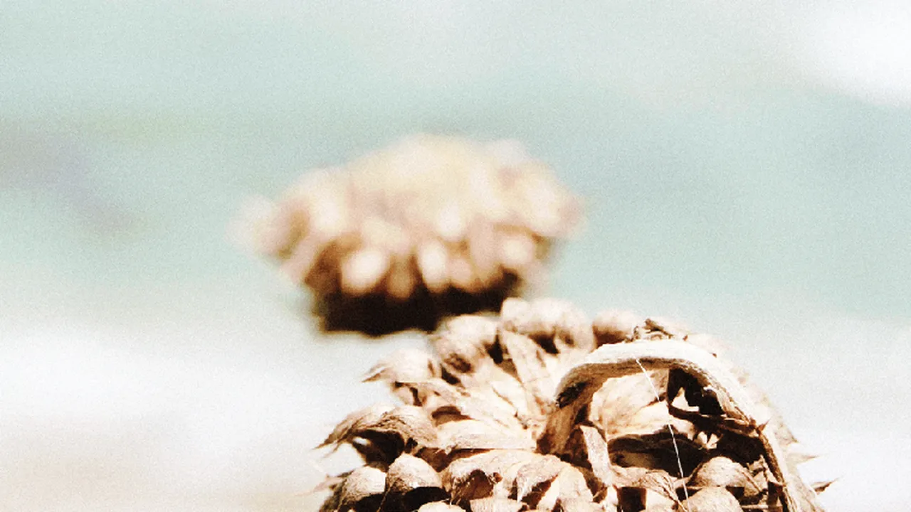 Close up on a plate of mashed potatoes, topped with baked pork chops with cream of mushroom soup, and a side of green beans.