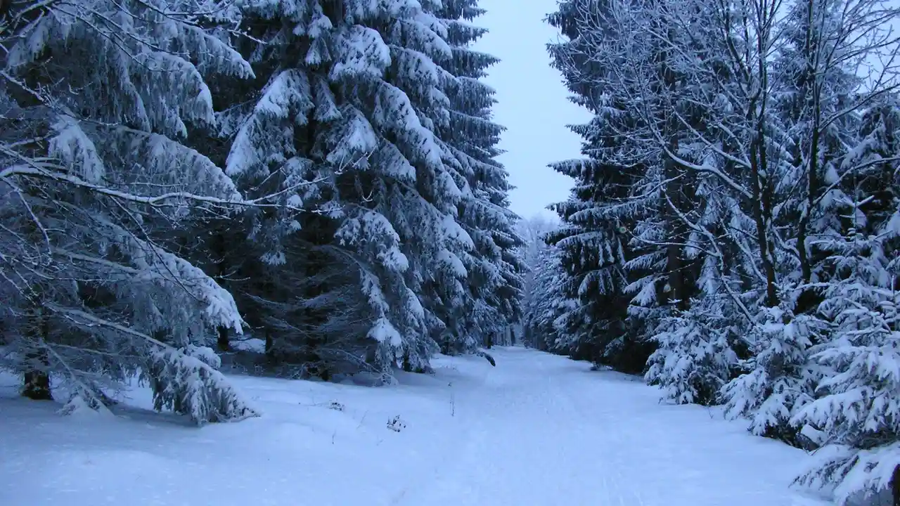 Close up on a plate of mashed potatoes, topped with baked pork chops with cream of mushroom soup, and a side of green beans.